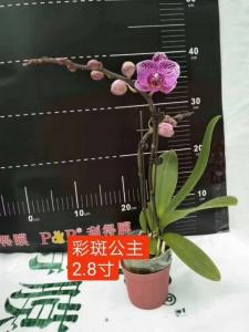 蝴蝶兰