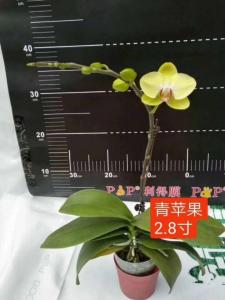 蝴蝶兰
